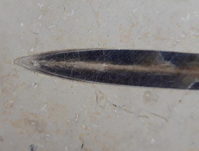 Hibolithes sp. (MONTFORT 1808) - Bild © FossNet FossilienStore
